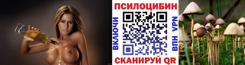 где купить наркотик  Светогорск  Галлюциногенные грибы Psilocybine cubensis 